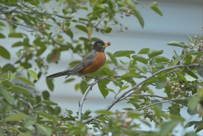 AMERICAN ROBIN WITH SERVICEBERRY