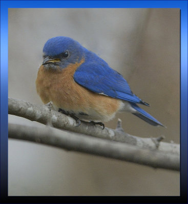 EASTERN BLUEBIRD MALE