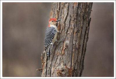 RED BELLIED WOODPECKER