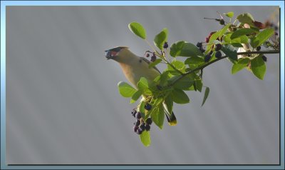 CEDAR WAXWING WITH SERVICEBERRY 