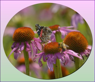 SHARING  RED ADMIRAL AND BEE