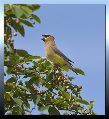 CEDAR WAXWING WITH SERVICEBERRY 