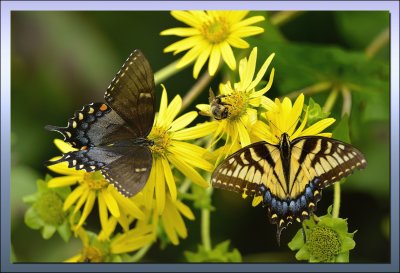 TWO IS COMPANY THREE IS A CROWD. /Spicebush Swallowtail and Eastern Swallowtail + Bee