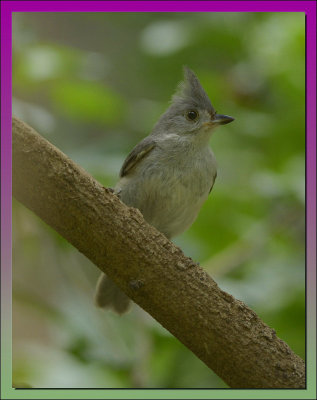 TUFTED TITMOUSE 