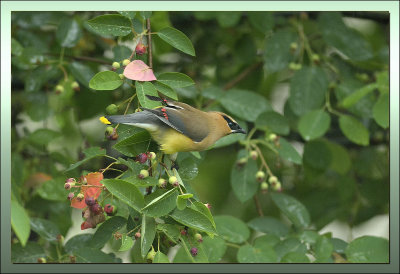 CEDAR WAXWING