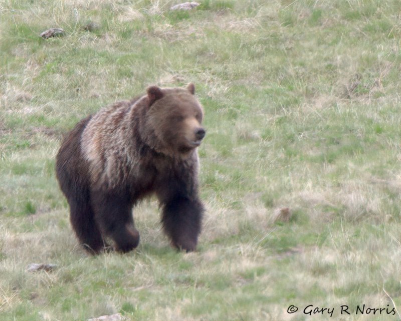 Bear, Grizzly IMG_3349.jpg