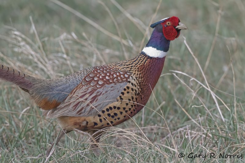 Pheasant, Ring-necked IMG_4477.jpg