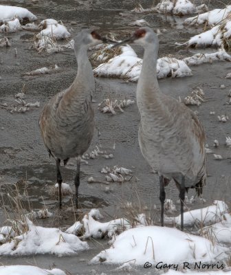 Crane, Sand Hill IMG_7028.jpg