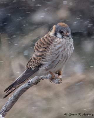 Kestrel, American IMG_7064.jpg