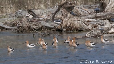 Avocet, American IMG_7182.jpg