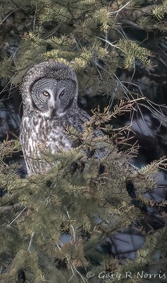 Owl, Great Gray IMG_7715.jpg