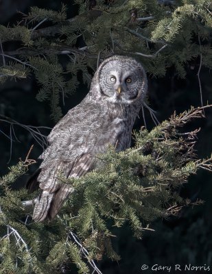 Owl, Great Gray IMG_7774.jpg