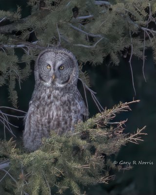 Owl, Great Gray IMG_7805.jpg