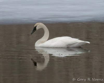 Swan, Trumpeter IMG_7837.jpg