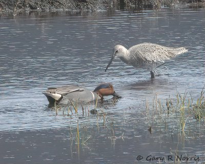 Willet IMG_7889.jpg