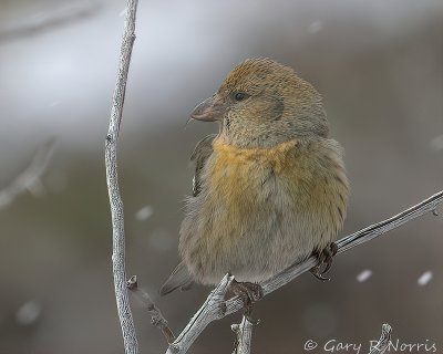 Crossbill, White-winged IMG_7302.jpg