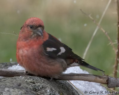 Crossbill, White-winged IMG_7311.jpg