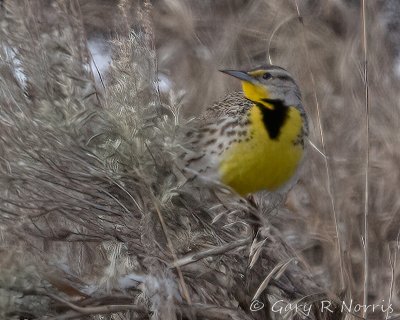 Meadowlark, Western IMG_7366.jpg