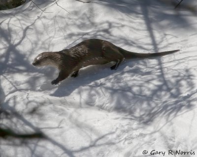 IMG_7411.jpg