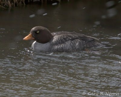 Goldeneye, Barrow's IMG_8143.jpg