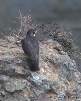 Falcon, Peregrine IMG_8505.jpg