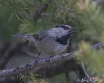 Chickadee, Mountain IMG_8520.jpg