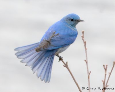 Bluebird, Mountain IMG_8562.jpg