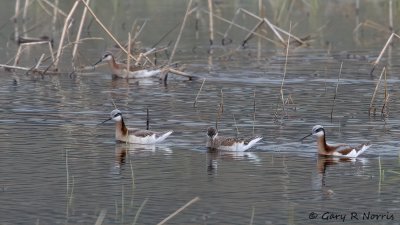 Phalarope, Wilson's IMG_8619.jpg