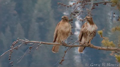 Hawk, Red-tailed IMG_8723.jpg