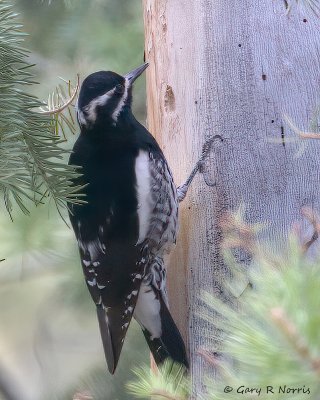 Sapsucker, Williamsons IMG_8750.jpg