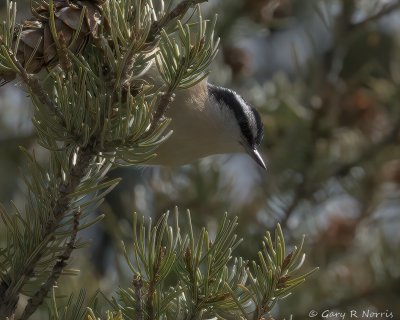 Nuthatch, Red-breasted IMG_8756.jpg