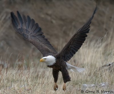 Eagle, Bald IMG_2665.jpg