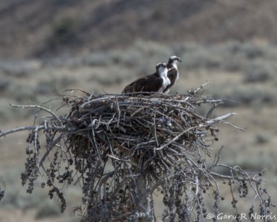 Osprey IMG_2325.jpg