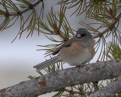 Junco, Dark-eyed IMG_2891.jpg