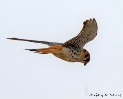 Kestrel, American IMG_3012.jpg