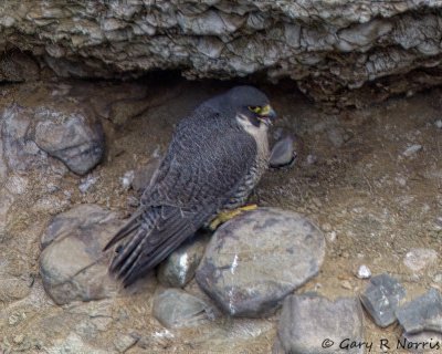 Falcon, Peregrine IMG_3827.jpg