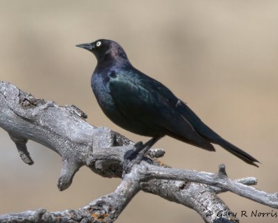 Blackbird, Brewer's IMG_3879.jpg