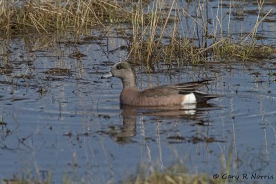 Wigeon, American  IMG_3961.jpg