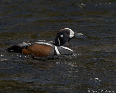 Duck, Harlequin IMG_4036.jpg