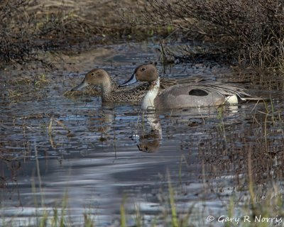 Pintail, Northern IMG_4117.jpg