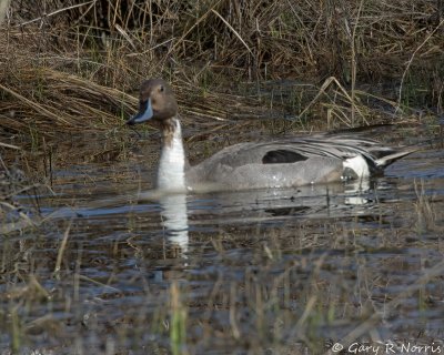 Pintail, Northern IMG_4127.jpg