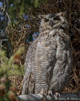 Owl, Great Horned IMG_4141.jpg