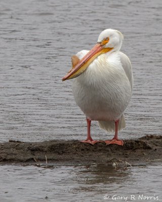 Pelican, American White IMG_4492.jpg