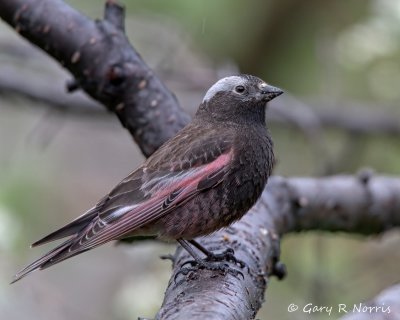 Finch, Black-Rosy IMG_8364.jpg