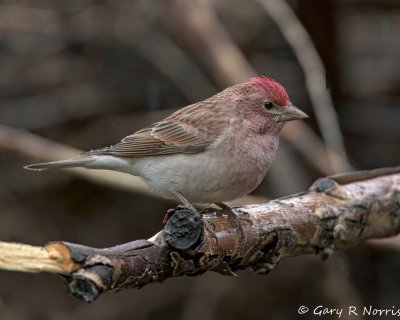 Finch, Cassin's IMG_8390.jpg