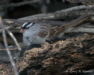 Sparrow, White-crowned IMG_8393.jpg
