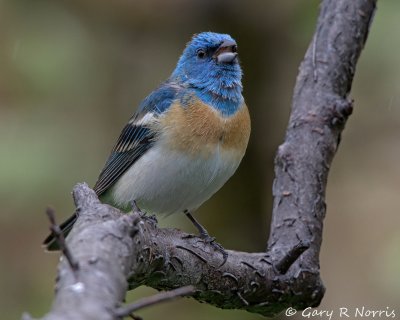 Bunting, Lazuli IMG_8413.jpg