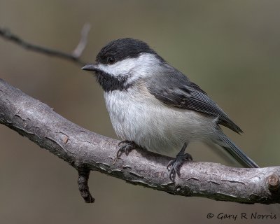 Chickadee, Black-capped IMG_8427.jpg