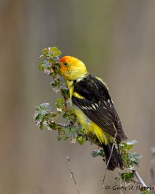 Tanager, Western IMG_8511.jpg