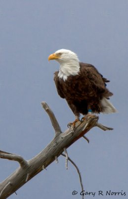 Eagle, Bald IMG_8690.jpg